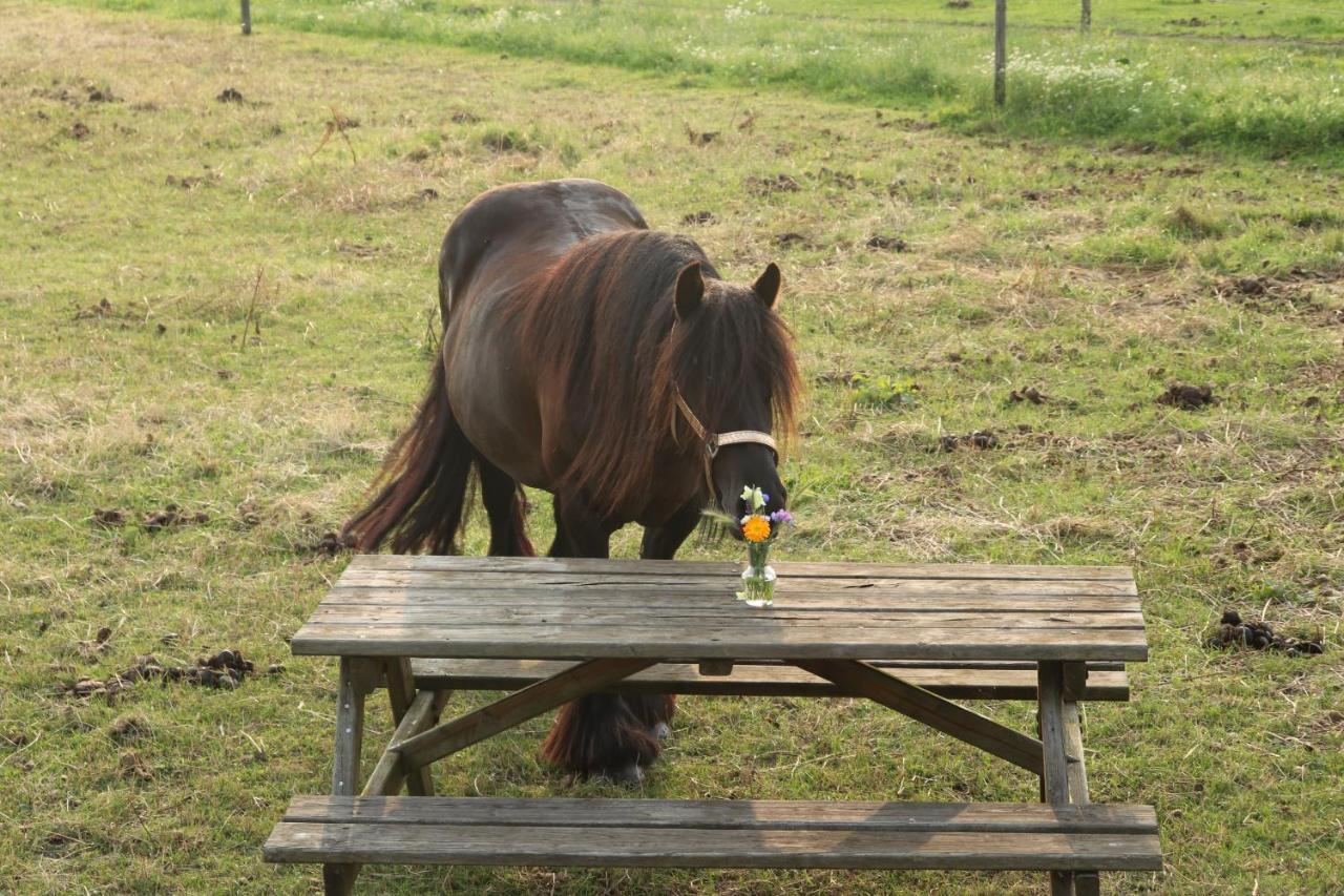 فندق Slapen Tussen De Paarden Essen المظهر الخارجي الصورة
